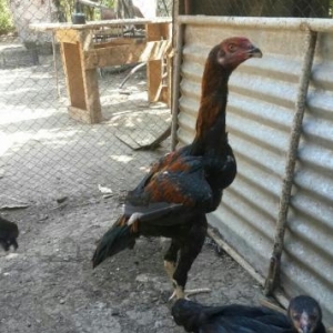 Herati