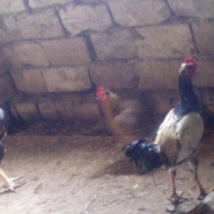 heyreti xoruzu