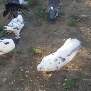 Goyerçin