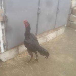 Quşlar