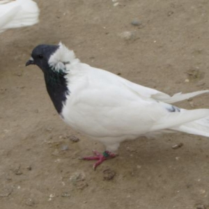 amerkanka qarabas