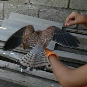 quş satıram.