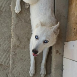 cins itdir haski sibir afçarkası qarışığına bənzəyir gözləri açıq mavi