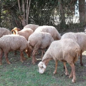 Damazliqdi Qiyməti razılaşma yolu ilə  Təcili