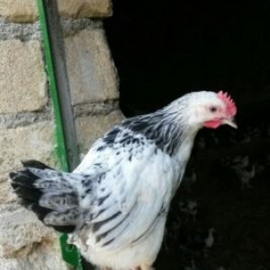 Ev cuceleri satiram.Ozumuz baxmisiq.Cox saglamdi.Vaxti vaxtinda vaksin