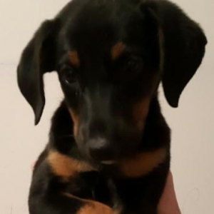 Temiz qan Doberman balasi.