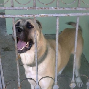 kangal