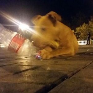 tecili pitbull satiram rednas disi saglam