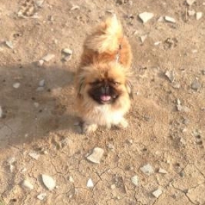 pekines