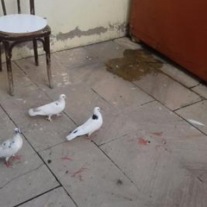Quşlar satılır