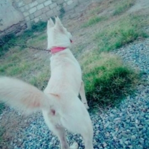 Sibir layka  Husky Diwi