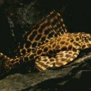 Ancitrus leopardviy