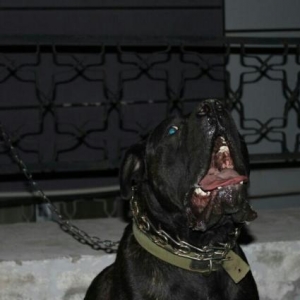 It satiram adi sezardi sortu Cane corso 1.6 ayliqdi