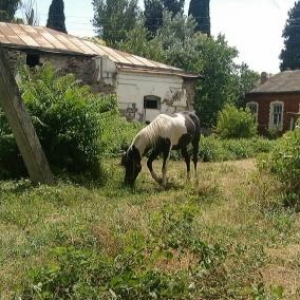 Çox gözəl bir atdır.