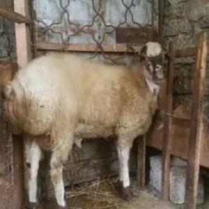 Qurbanlig Qoyun 20-22 kilodan coxdu.Cekisi 10 manatdanda kesib verirem