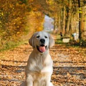 labrador satiram disidi 1yasi var