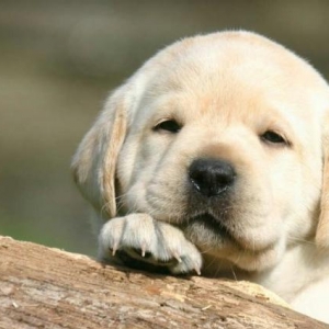 labrador satiram disidi 1yasi var