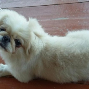 pekines satılır