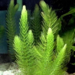 Aquarium plant