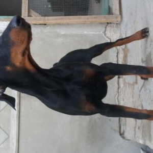 Doberman