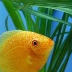 "Severum Amazonka" balığı.