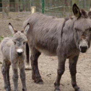 yaxşı yük götürür eşşəyi alana balası h