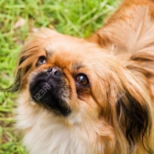 Pekines Satilir