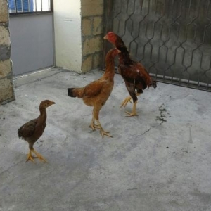 heyrati