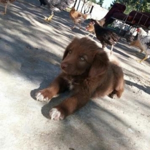 Labrador Teriver