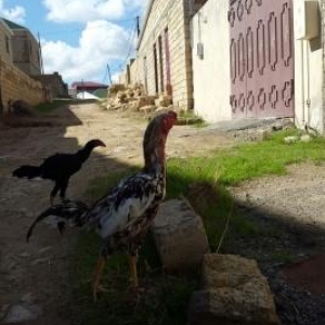 Quşlar