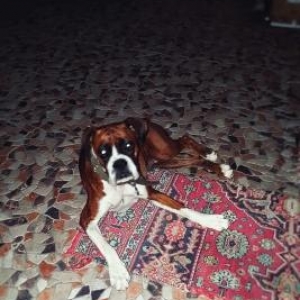 esl temiz boxer dog. 1 yaw 2 ayliqdi. cox oynagan itdi. 1 defe bala ve