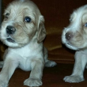 Koker Spaniel Balalari.Erkek ve disi balalar var.W