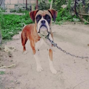 esl temiz boxer dog. 1 yaw 2 ayliqdi. cox oynagan itdi. 1 defe bala ve