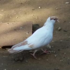 Sari weykalar satilir