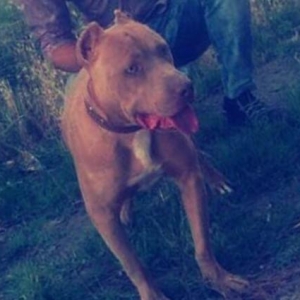 Salam pitbull satılır veyaxuda barter olunur temiz qandır 8 aylıqdı 2