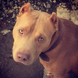 Salam pitbull satılır veyaxuda barter olunur temiz qandır 8 aylıqdı 2