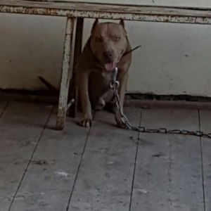 Salam pitbull satılır veyaxuda barter olunur temiz qandır 8 aylıqdı 2