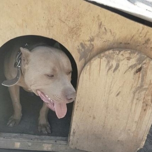 Salam pitbull satılır veyaxuda barter olunur temiz qandır 8 aylıqdı 2