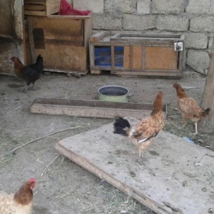 Qirt adi Toyuq wekildeki boynu uzun toyuqdu. yumurtam yoxdu mayali. qi