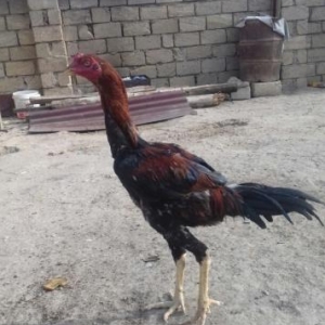 heyrati bece 8  aylixdi.. qiymet son yeridi..cinsi