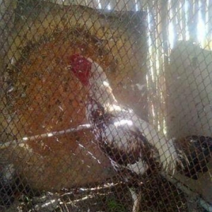 insine cavabdeh olunan xoruz yada 4-5ayliq 2bece ile barter olunur  ku