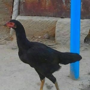 Quşlar