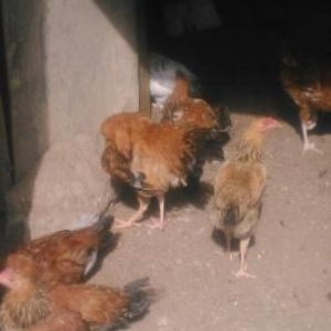fere tuyuq ve xoruzlar var sağlamdır hec bır xe
