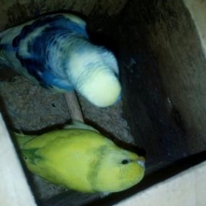 Bir cüt papuqay satilir gözəl rəngləri var q