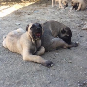 Temiz qanqal balaları.