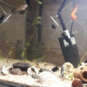 Akvarium satılır