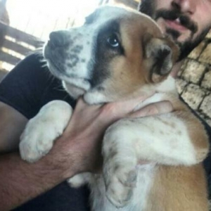 Temiz doberman balası. 1 dene dişi qalıb. 2 ay 10 günlükdür.