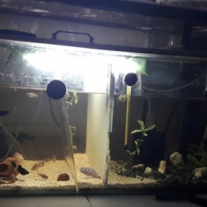 Akvarium satılır