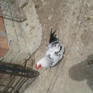 tam mayali qariwiq kend toyuqlarinin yumurtasi. en