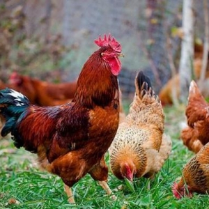 Kulcikan ve serbirst kend yumurtasi. Tam mayali qi